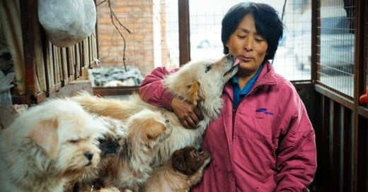 Mujer resta a perros del terror del festival donde son sacrificados