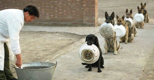 Esta es la forma en que los perritos están entrenados, una disciplina envidiable