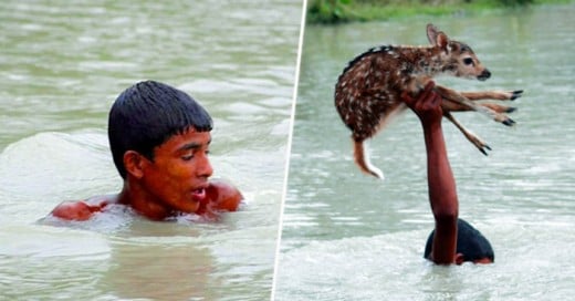 Este joven expone su vida para salvar a esta cría de venado