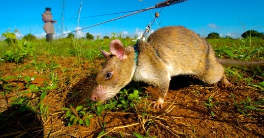 Las ratitas heroicas... no que no humanos!