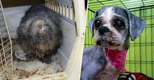 Impresionante transformación de una perrita que estaba infestada de parasitos