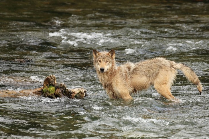 Lobo atravesando un río