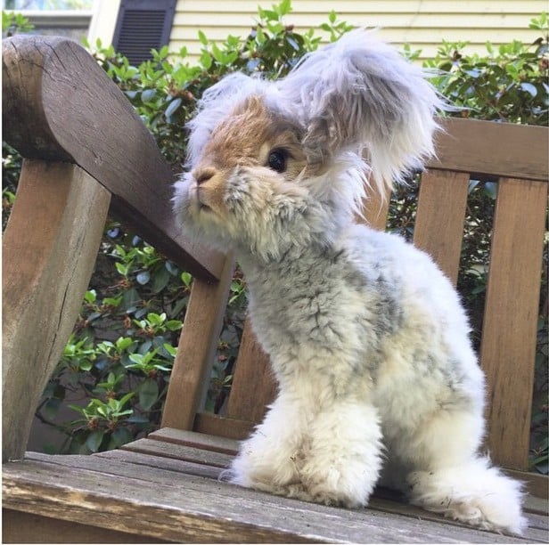 Fotografía de el conejo Wally sentado en una silla en el jardín 