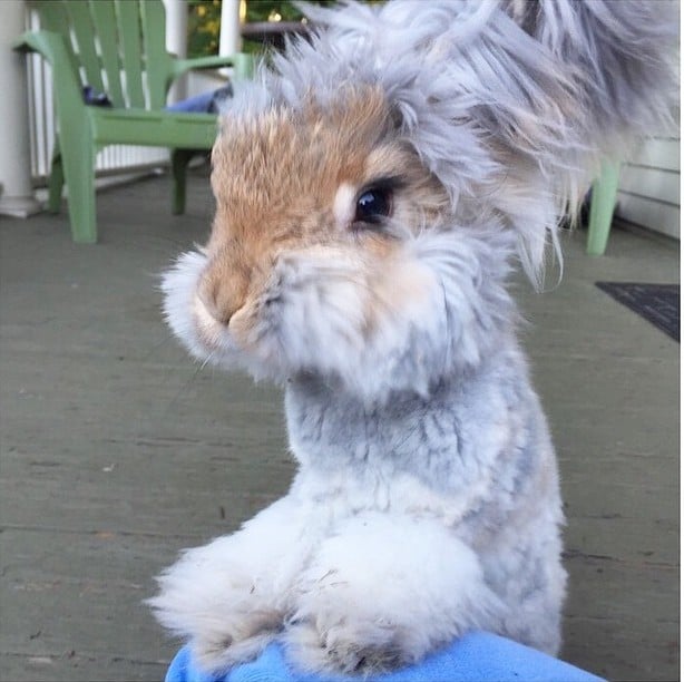 Conejo Wally famoso en Instagram 