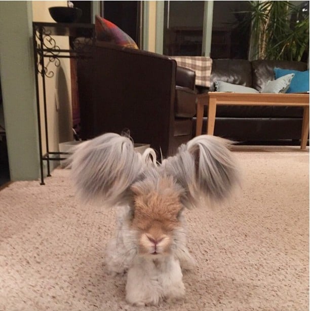 conejo Angora de orejas largas "Wally" 