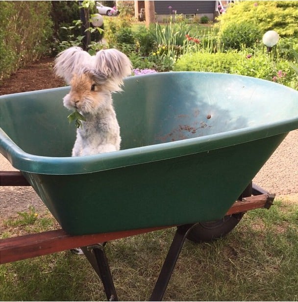 Wally el conejo famoso de intagram sobre una carretilla en el jardín 