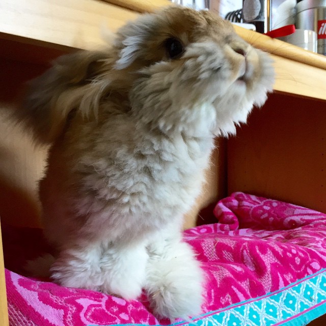 Wally el conejo Angora de orejas largas y espectacular corte de pelo dentro de un mueble 