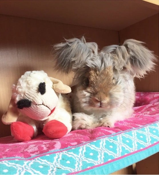 El conejo angora Wally acostado junto a un oso de peluche 