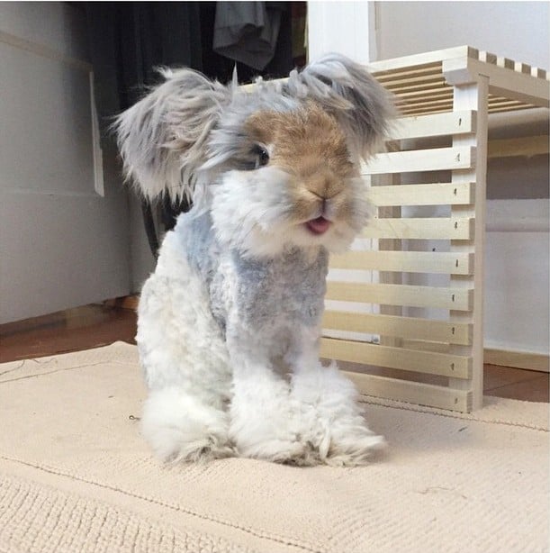 El conejo Wally con una pequeña sonrisa y sacando la lengua sobre un tapete 