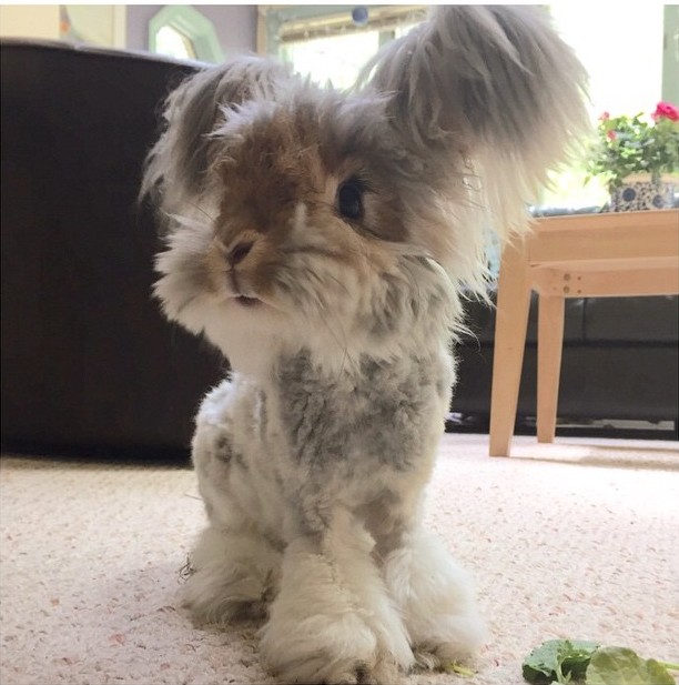 Wally el famoso conejo angora de Instagram 