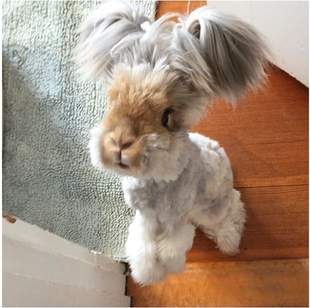 El conejo angora Wally parado sobre sus dos patas 