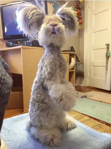 El conejo Wally parado en dos patas sobre un mueble 