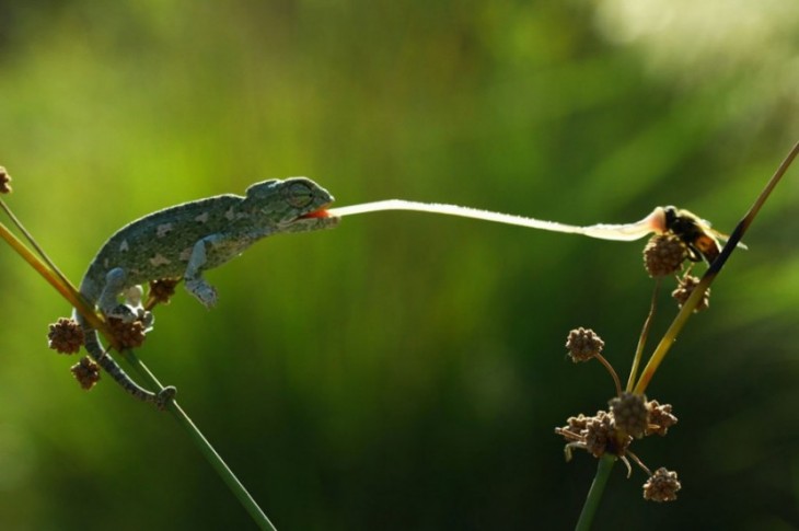 Camaleón alimentándose de un insecto sobre un planta 