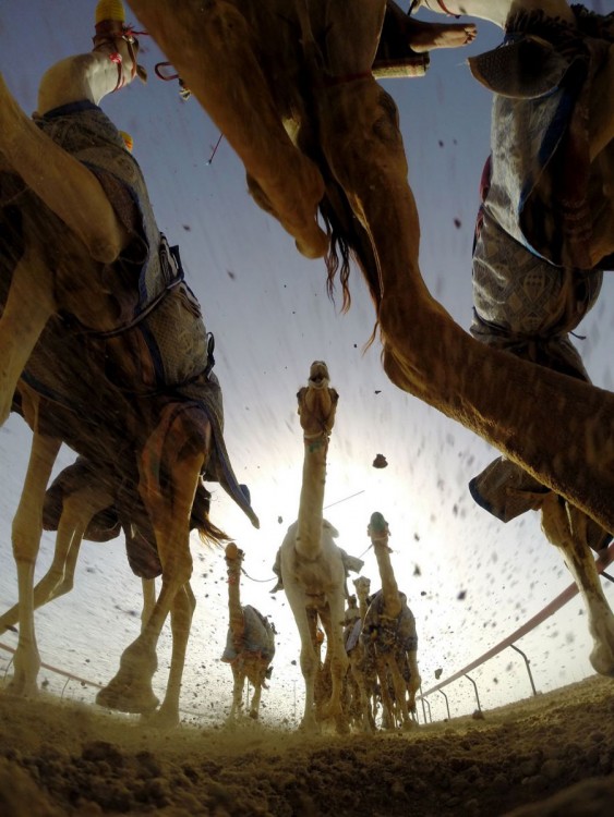 Carreras de camellos en Dubai visto desde el suelo 