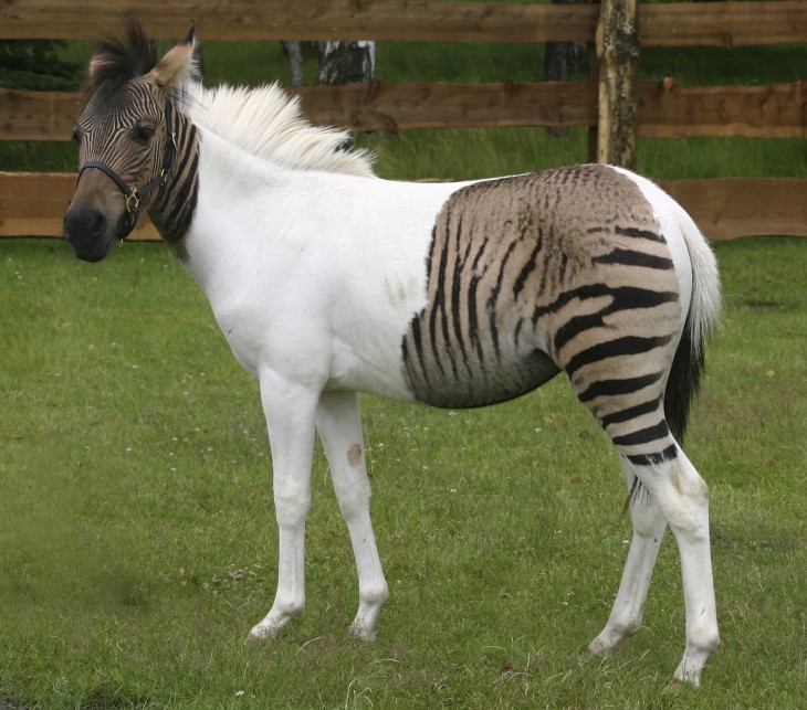 Caballo de color blanco y con colores de cebra que pareciera que tiene photoshop