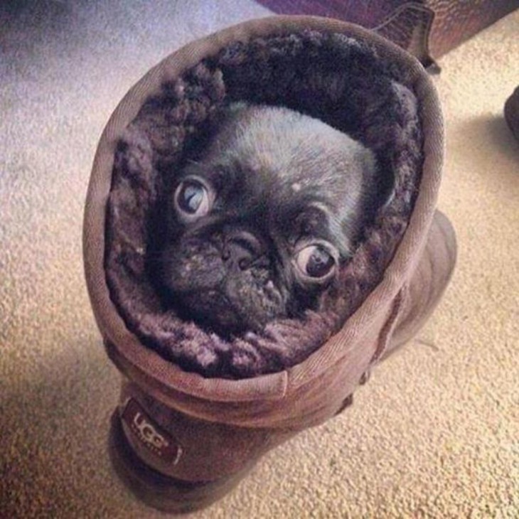 PUG ATRAPADO EN LA BOTA