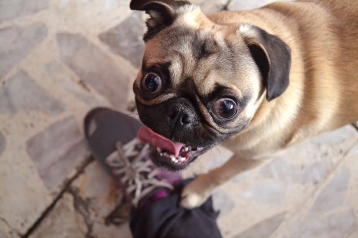 PUG SONRIENDO