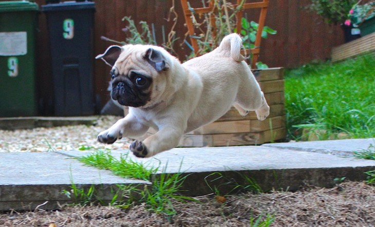 LOS PUGS MAS ADORABLES CORRIENDO