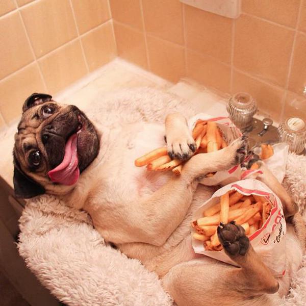 pug rodeado de papas fritas en la bañaera