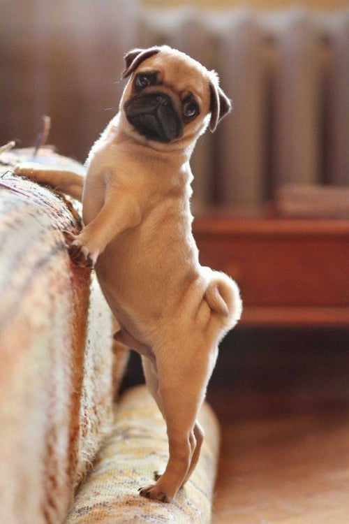 PUG POSANDO