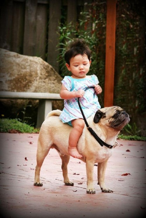 NIÑA MONTANDO A PUG EN SU LOMO COMO A UN CABALLO