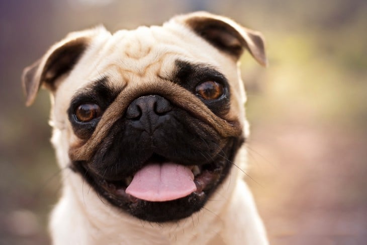 SONRISA DE PUG