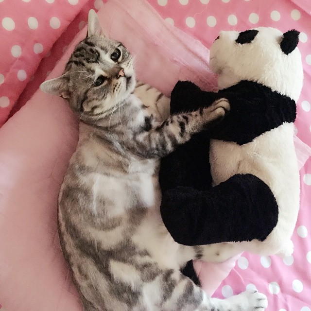 un gato acostado con un oso de peluche en forma de panda 