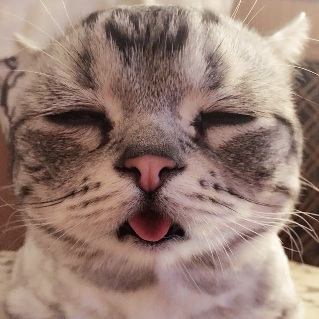 cara de un gato con cara triste sacando la lengua 