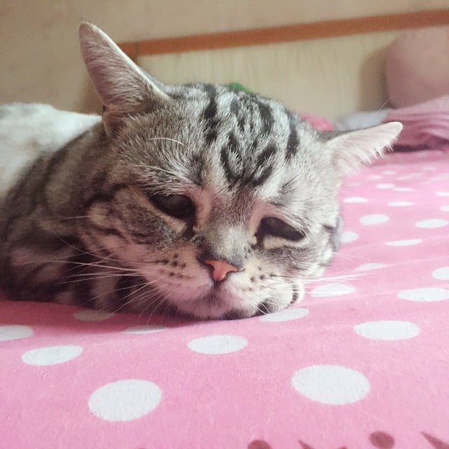 cara de un pequeño gatito sobre una cama 