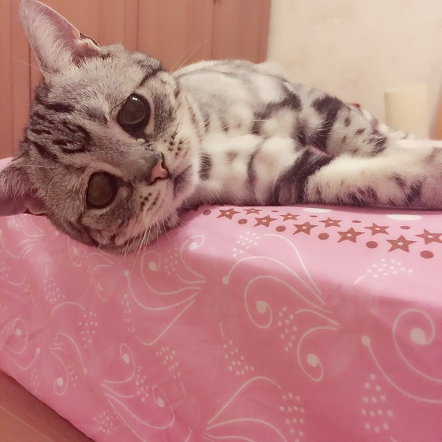 Luhu la gatita con la cara de expresión triste acostada en una cama 