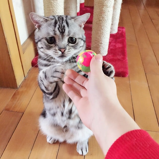 persona dando una pelota a un gato con cara triste 