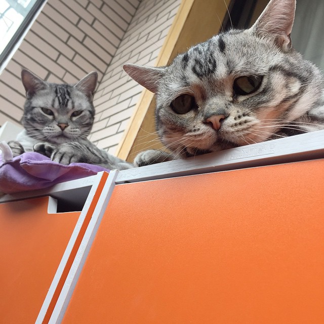 dos gatos sobre un mueble 