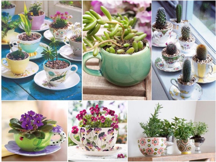 Mini jardín dentro de tazas de té 