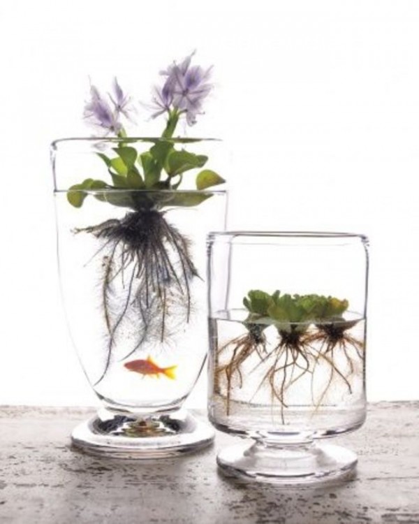 Mini jardín de plantas acuáticas en un vaso