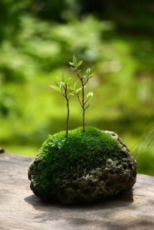 Mini jardín sobre una piedra 