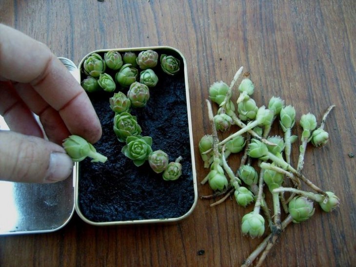 Mini jardín dentro de una caja de Altoids 