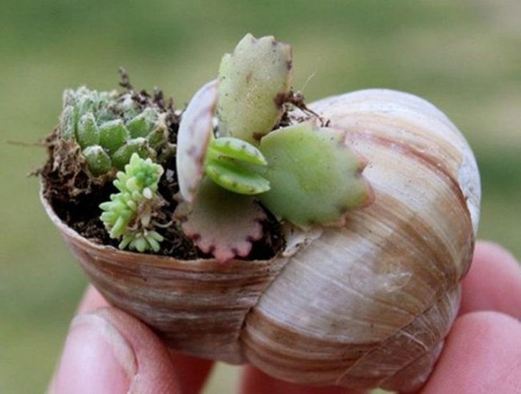 Mini jardín dentro del caparazón de un caracol 