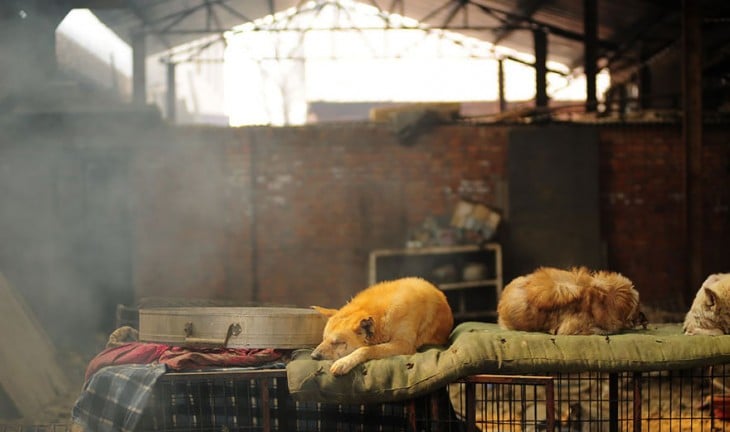 Fotografía de tres perros acostados sobre unas jaulas en China 