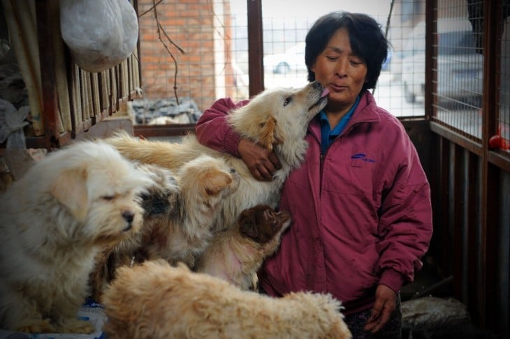 Mujer salva de masacre a perros en un festival de China 