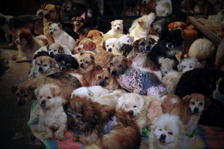 Muchos perros de diferentes razas dentro de una habitación en China