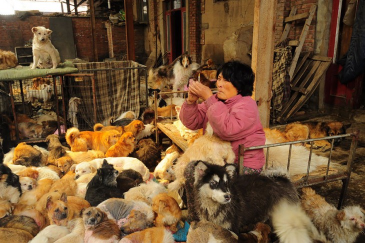 Una anciana preparando una inyección sentada en una cama rodeada de muchos perros 