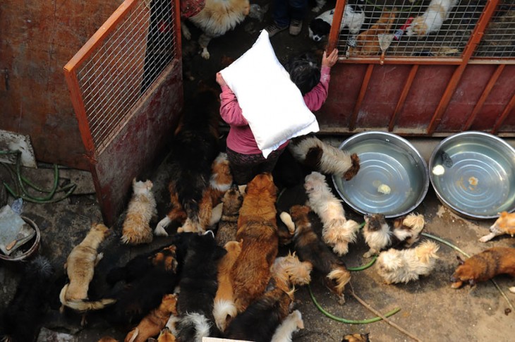 Persona cargando un costal lleno de pan para alimentar a unos perros que están dentro de una habitación 