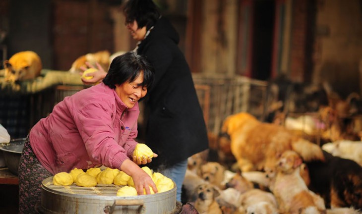 Una mujer sonriendo en China acomodando el pan para alimentar a los perros de un albergue 