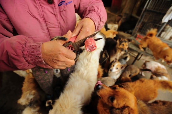 Manos de una persona cortando carnes frías con unas tijeras para dar de comer a unos perros 