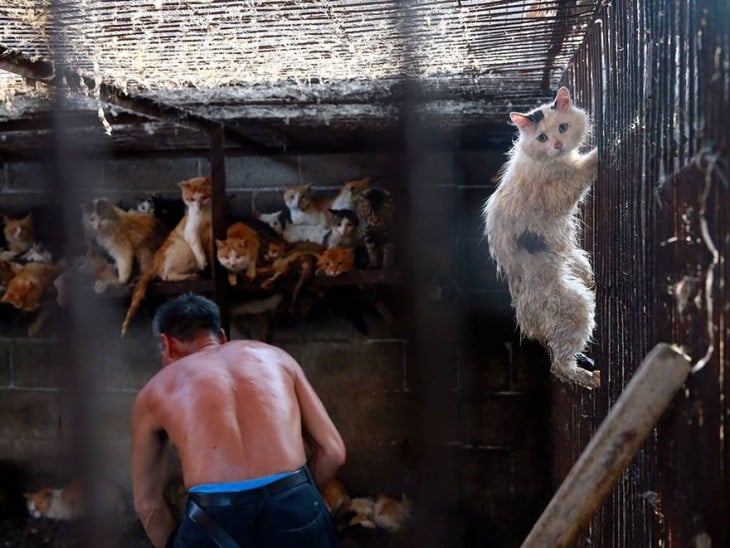 Parte trasera de un hombre en una habitación llena de gatos 