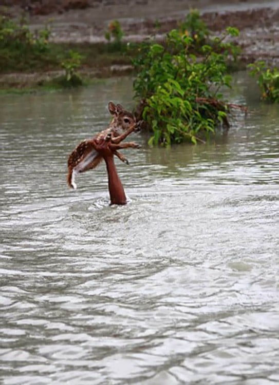 Brazo sosteniendo a un ciervo fuera de un río 