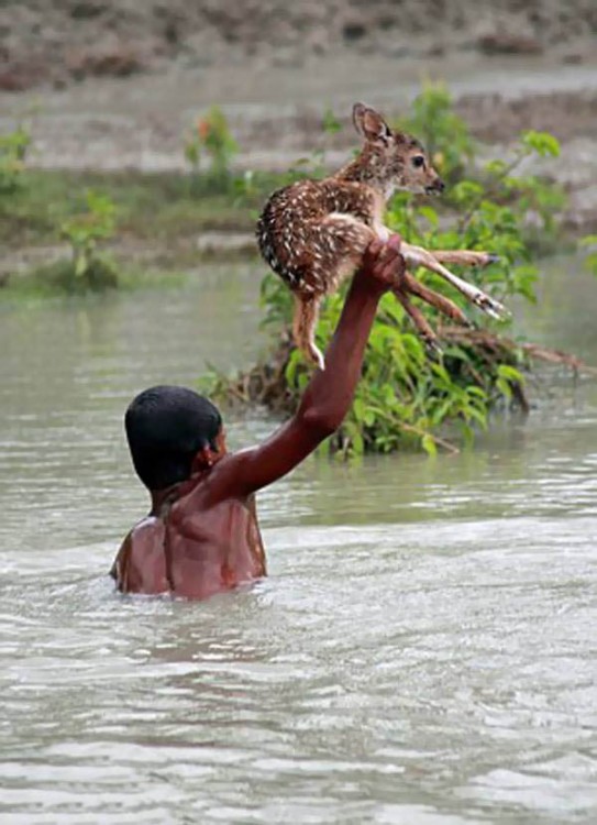 Un  niño dentro de un río agarrando un ciervo con una mano 