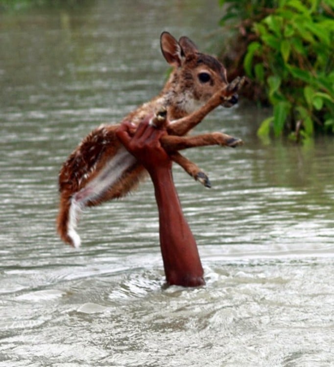 Mano de un niño dentro de un río salvando a un ciervo 