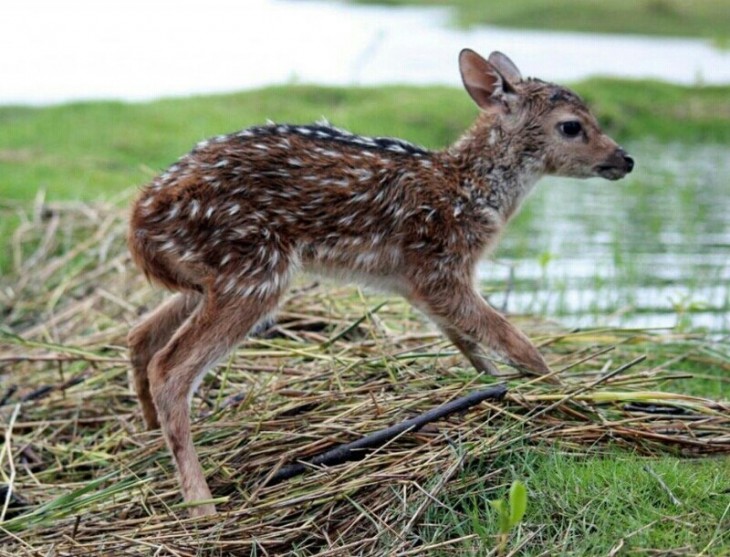 Pequeño ciervo corriendo por el campo 