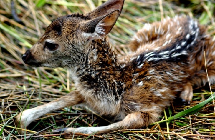 Pequeño ciervo acostado en un césped 